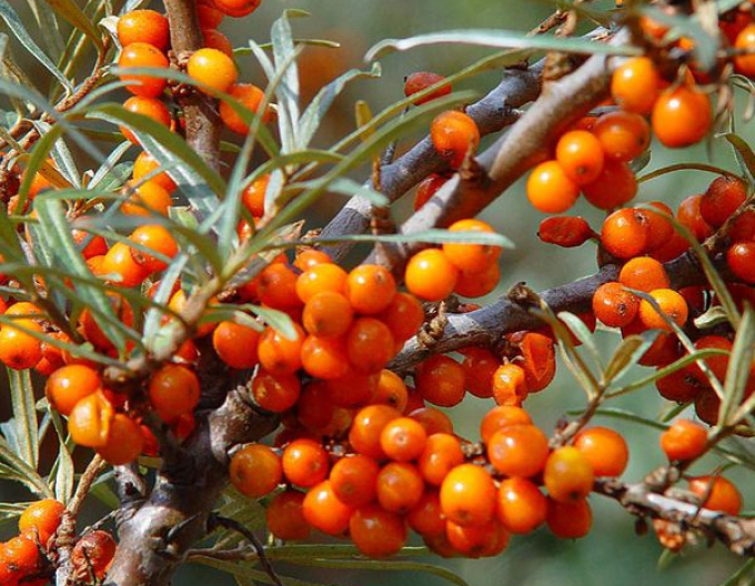 Rakytník samice "Leikora"
