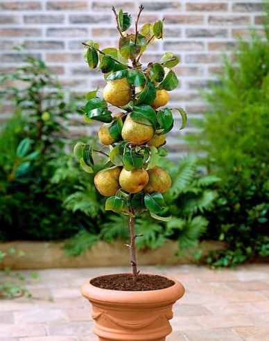 Sloupovitá hruška Concorde 2l