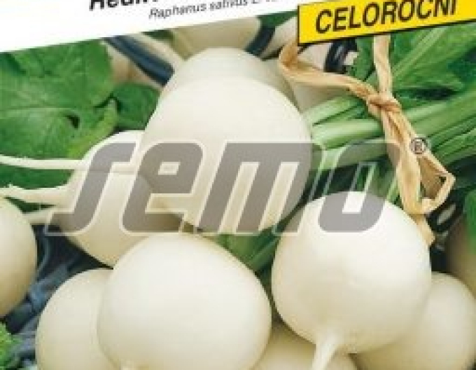 Semo Ředkev setá bíla ´Belana F1´