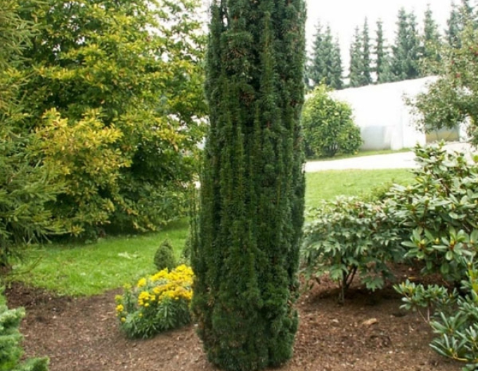 Sloupovitý tis Hicksii