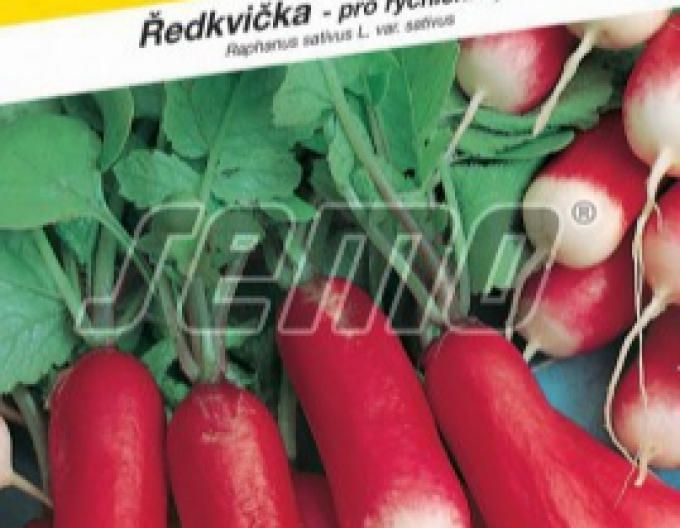 Semena Ředkev červenobíla ´Slavia´