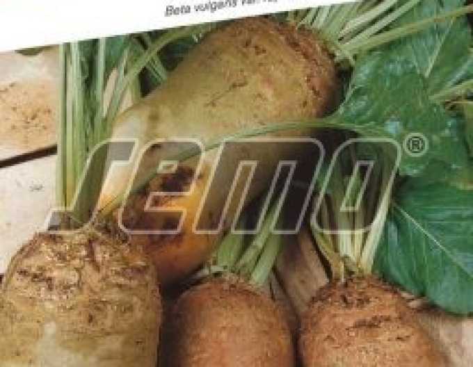 Semo Krmná řepa Bučianský žlutý válec