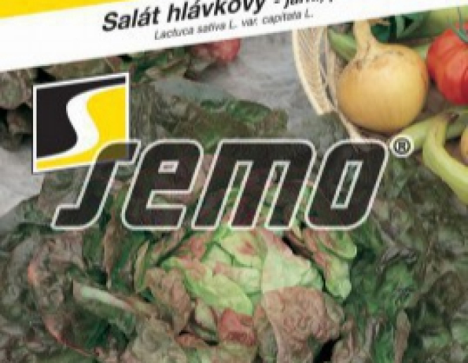 Hlávkový salát `Cervil