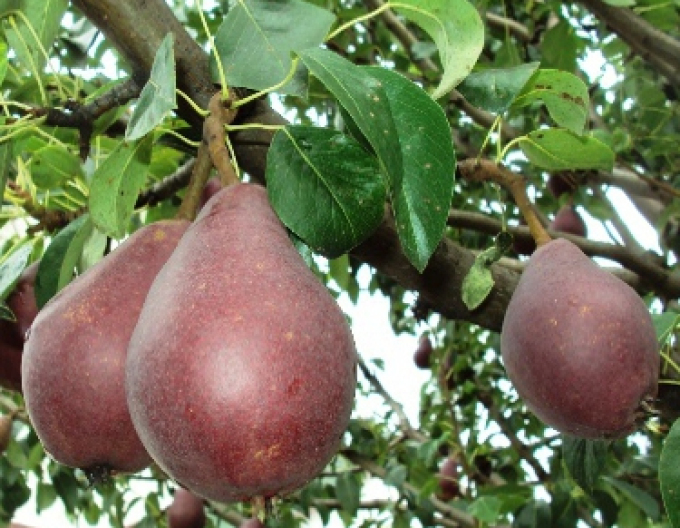 Hruška Clapps Red léto