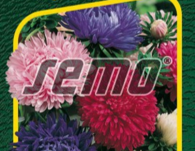 Semo Astra čínská Pivoine