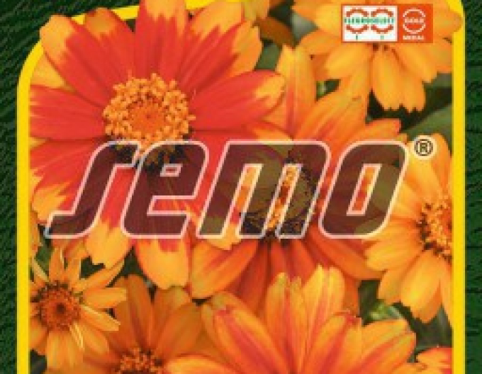 Seed China ´Zahara Sunburst´