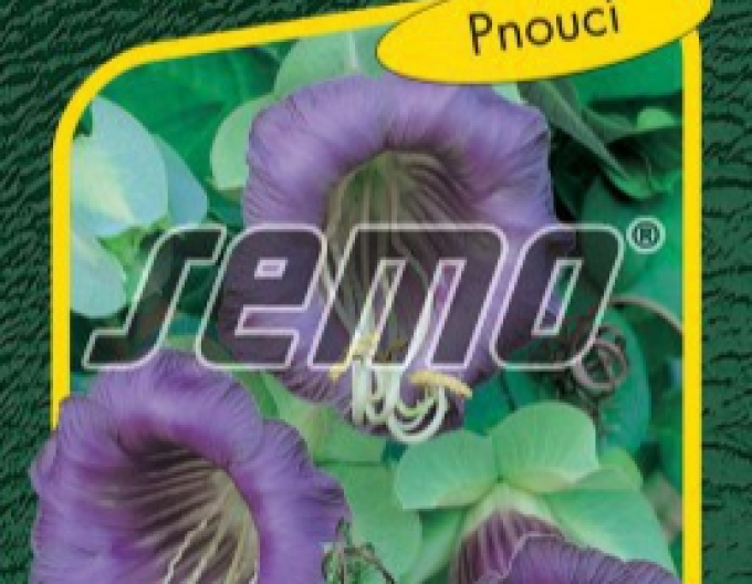 Semo Kobea ´Blue Bell´