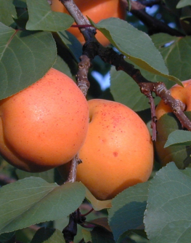 Meruňka ´Goldrich´ poloraná, podn. Myrobalán, kont. 5l