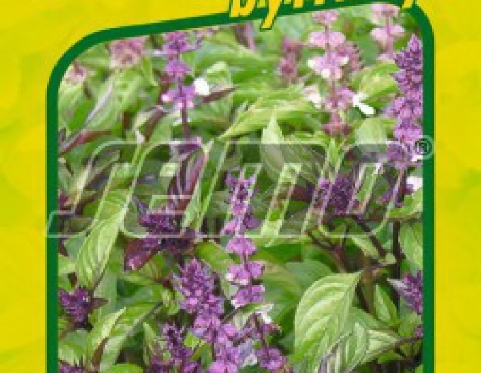 Semo Bazalka pravá ´Cinamonette´