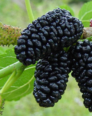 Morušovník černý, kont. 5l