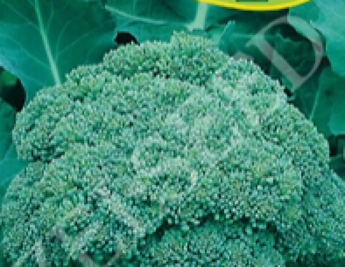 Zelseed Brokolice Calabresse