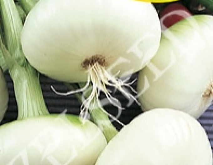 Zelseed Cibule bílá ´Argenta´