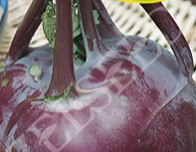 Zelseed Kedluben ´Violeta´