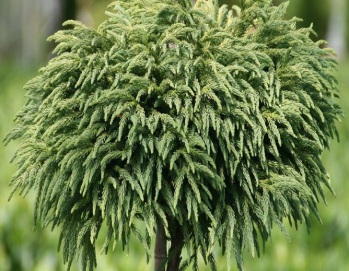 Kryptomérie japonská ´Elegans ´ na kmínku