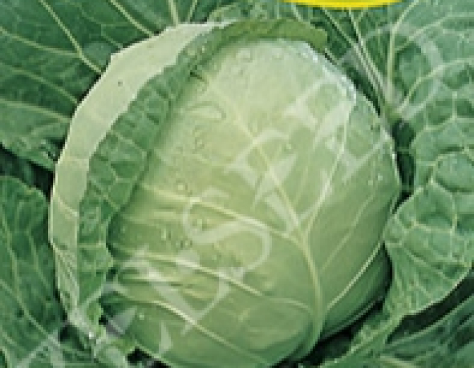 Zelné zelí ´Juna F1´