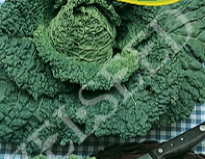 Zelseed Kale zimní Arkta