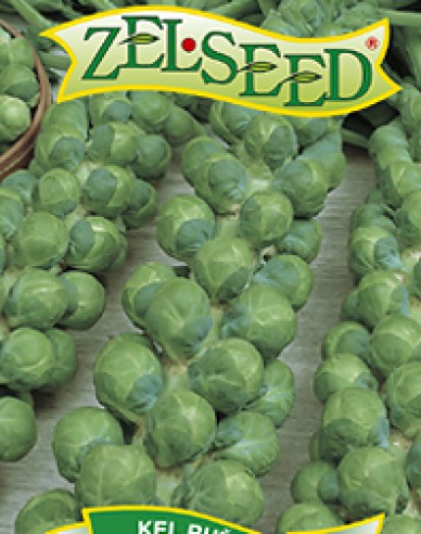 Zelseed Kapusta růžičková ´Casiopea´