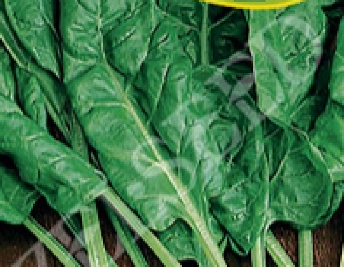 Zelseed Mangold ´Lucullus´