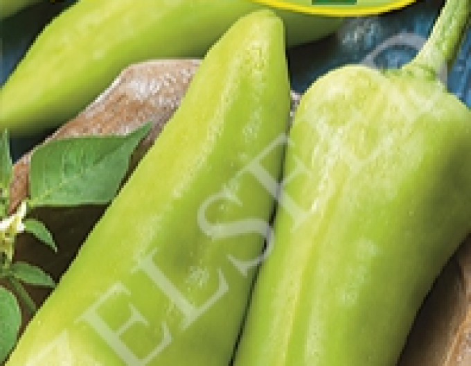 Zelseed Sladká paprika na rychlení ´Dilara Zel F1´