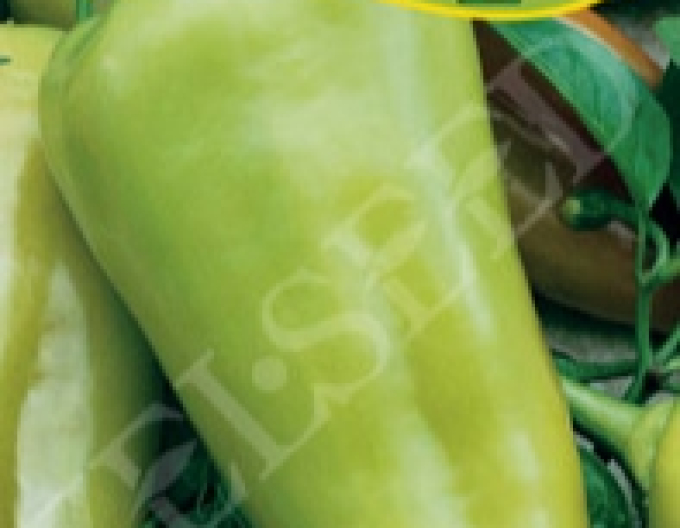 Zelseed Sladká paprika na rychlení ´Luciana F1´