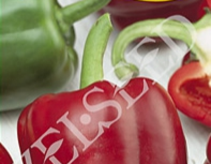 Zelseed Sladká paprika na rychlení ´Jorga F1´