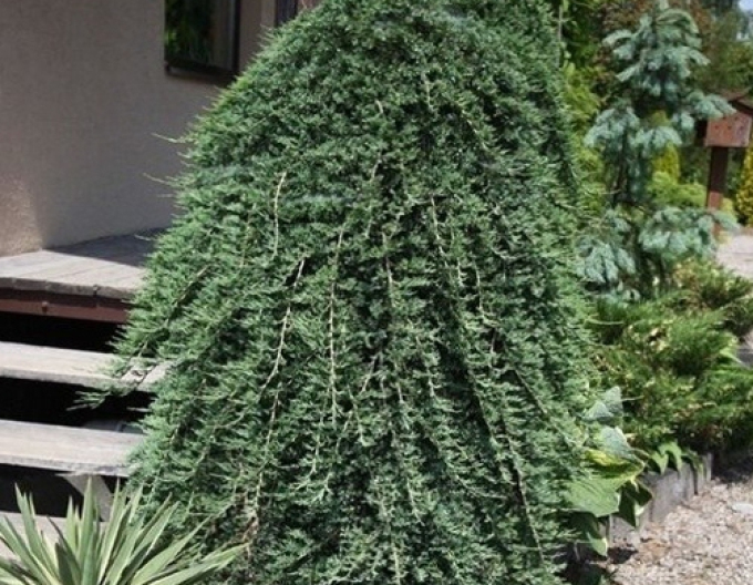 Jalovec Wiltonii