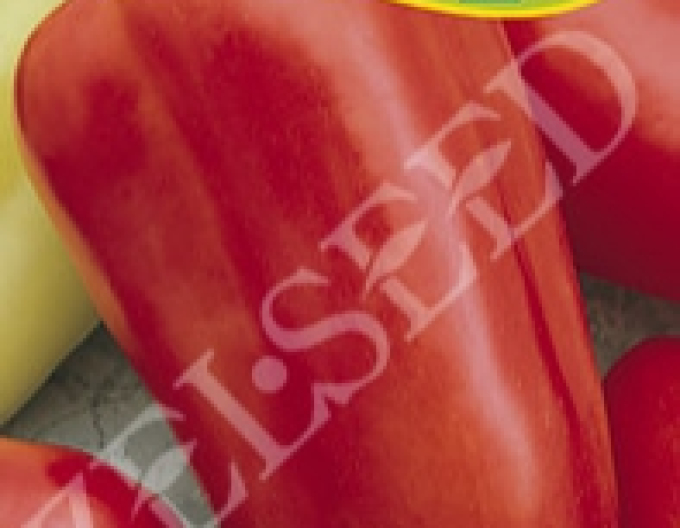 Zelseed Paprika roční ´Blava´