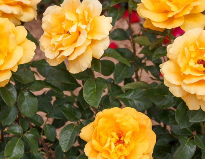 ROSE "Fresia"