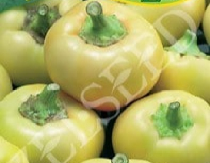 Zelseed Paprika roční sladká jablečná  ´Ilsa Zel´