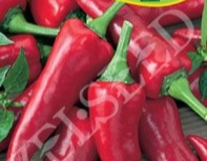 Zelseed Paprika roční ´Kora Zel´