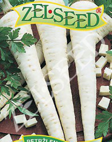 Zelseed Zahradní petržel - kořenová ´Olomoucká Dlouhá´