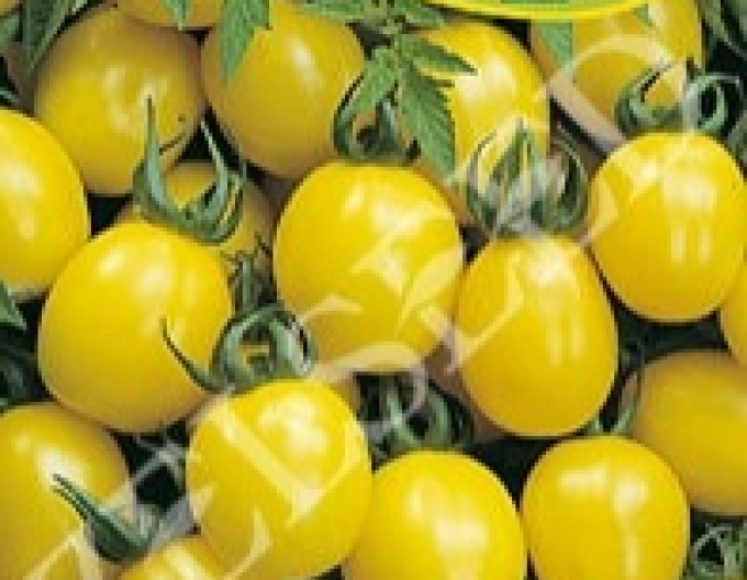 Zelseed Tomato žlutá ´Ildi´