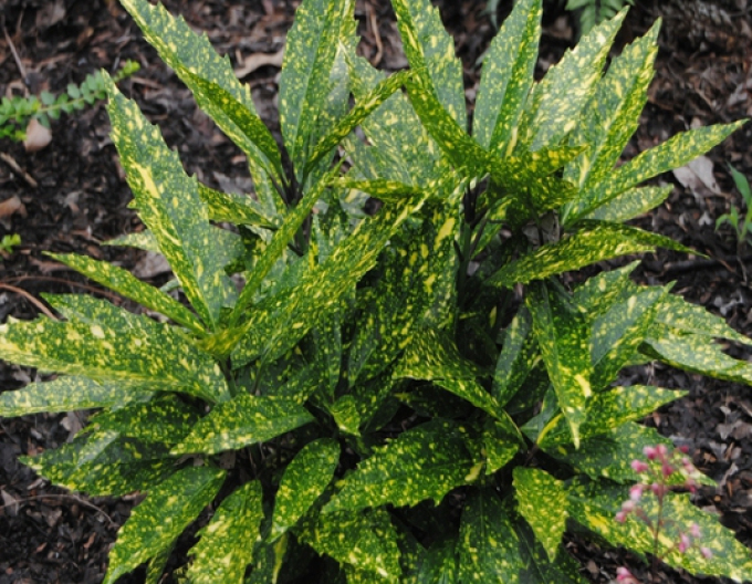 Aukuba japonska "Variegata"