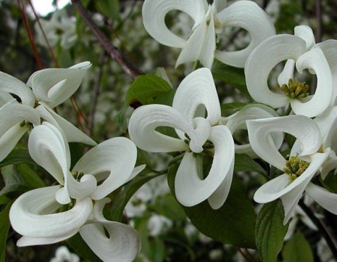 Kvetoucí dřín Florida ( Cornus urbiniana Florida)