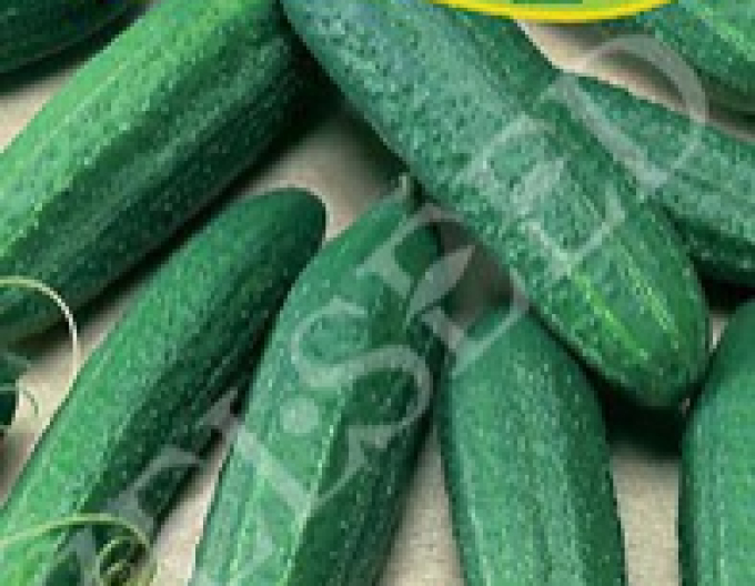 Zelseed Okurka setá nakladačka ´Lenka F1´