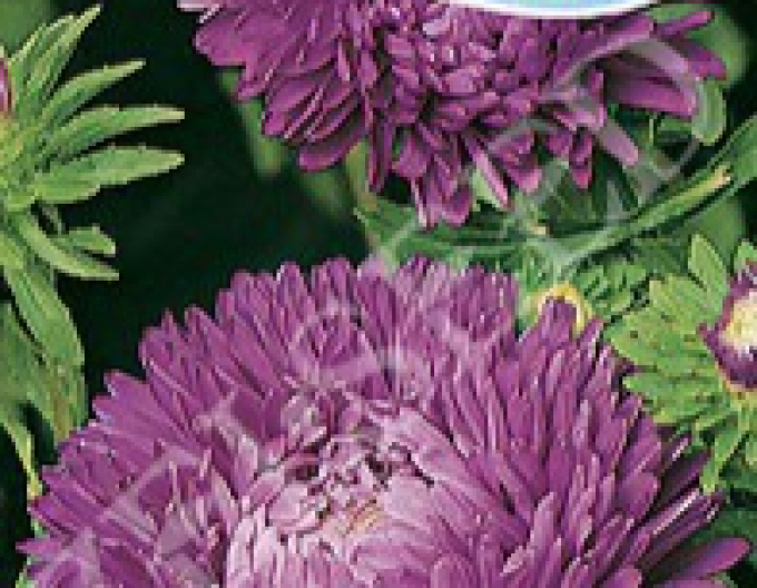 Zelseed Astra Americká krása vysoká Purple-purple