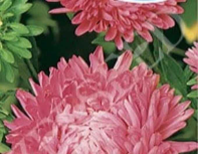 Zelseed Astra Americká krása vysoká Pink