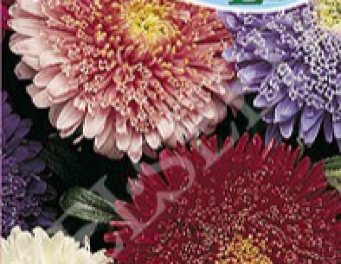 Zelseed Astra high ´Bukett Blend´