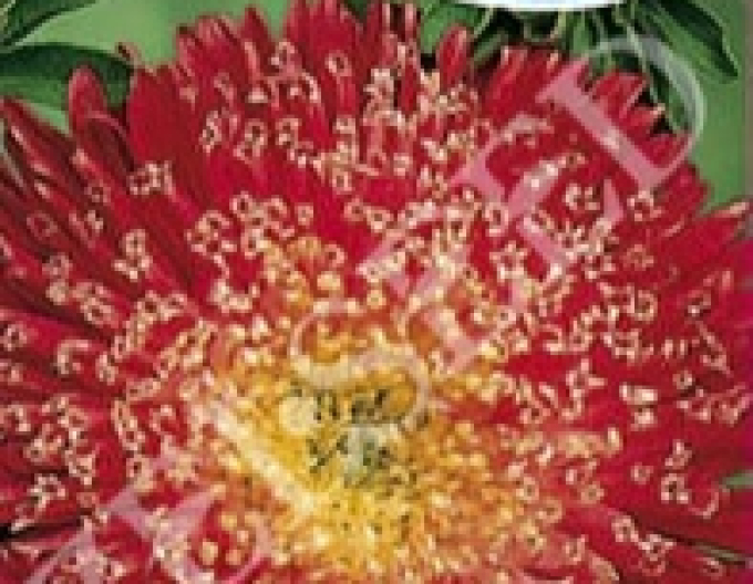 Zelseed Astra vysoký Bukett Red