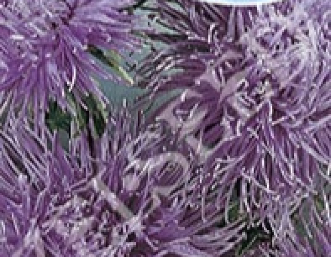 Zelseed Astra vysoký jehlicovitý Purple