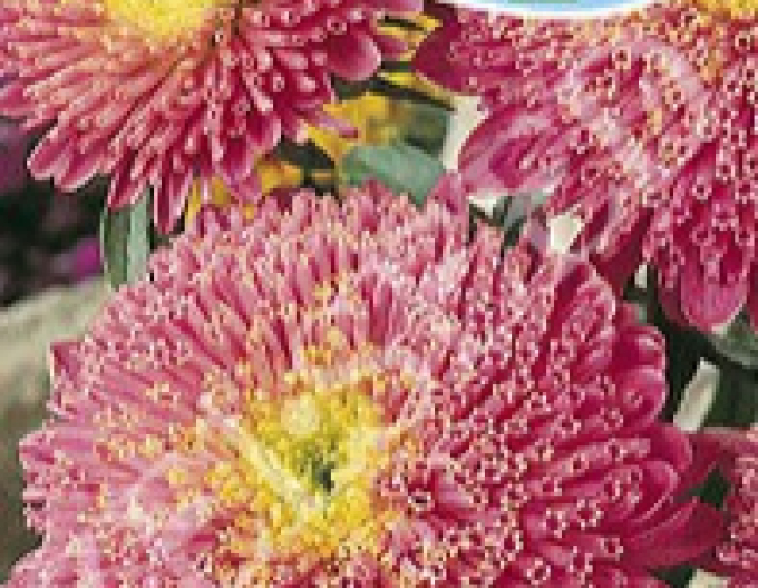 Zelseed Astra Pink