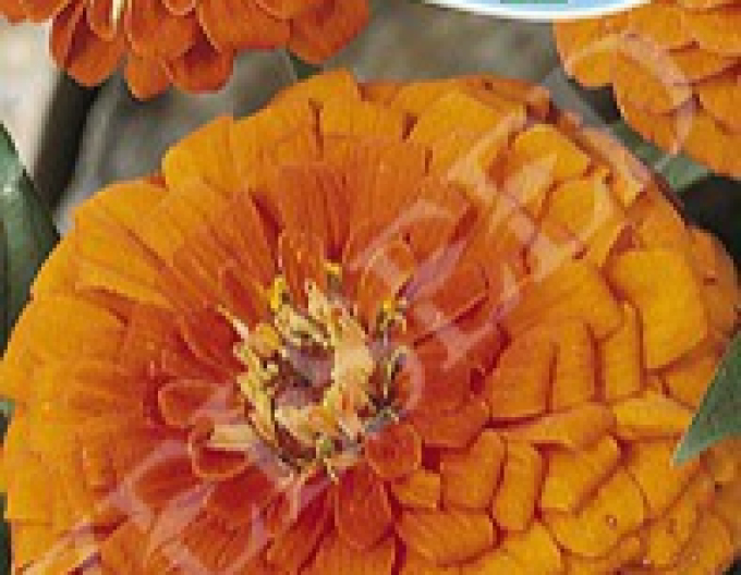 Zelseed Chinia dahlia Orange