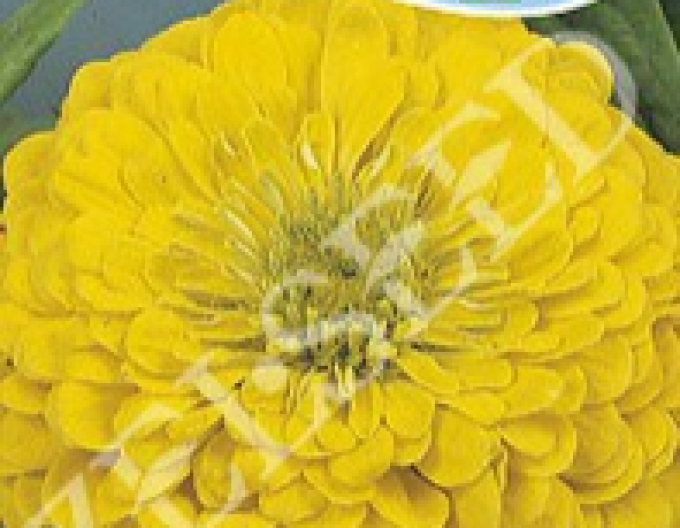 Zelseed Chinia dahlia Yellow