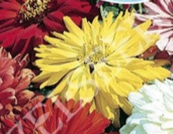 Zelseed Chinia cactusflower ´Mixture´