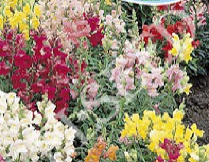 Zelseed Papule low ´Mix´