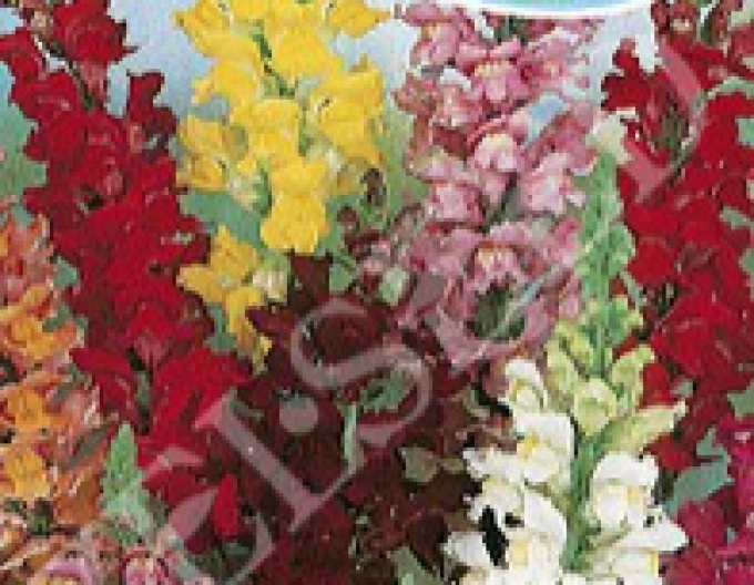 Zelseed Papule high ´Mix´
