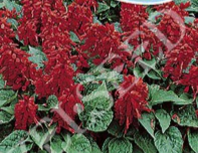 Zelseed Sage Red