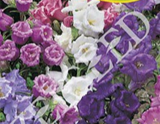 Zelseed Bellflower meziprodukt ´Mix´