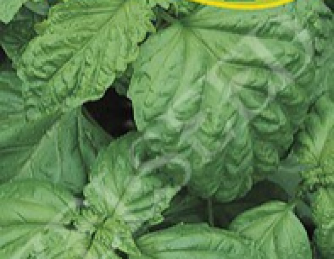 Zelseed Bazalka Lettuce Leaf