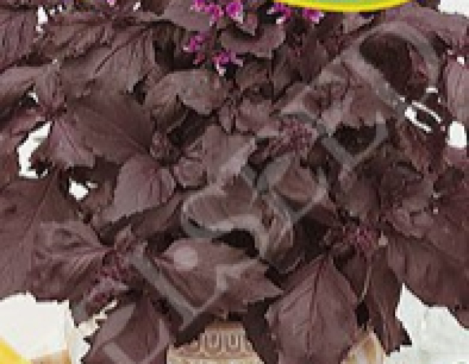 Zelseed Bazalka ´Dark Opal´